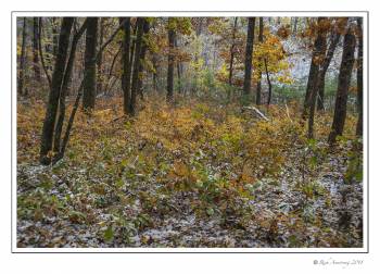 Fall Color Deep Woods.jpg